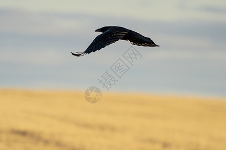 乌鸦在飞行中翅膀野生动物羽毛行动航班动物黑色图片