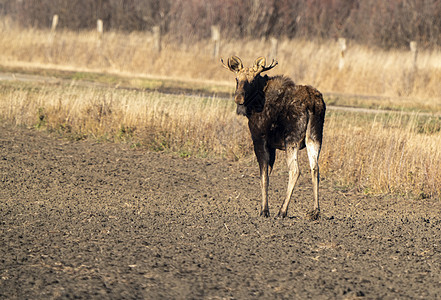 野生帕蕊穆斯荒野棕色驼鹿草原草地森林哺乳动物野生动物图片