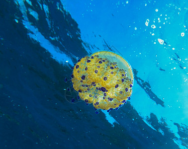 Jellyfish在海上游泳的近身旅行者生活旅游狂ph世界假期笔记本公羊游客博主图片