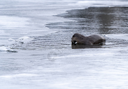 萨斯喀彻温河野生动物棕色游泳哺乳动物自然毛皮图片
