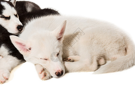 可爱的小哈斯基小狗 孤立在白色背景犬类夫妻哺乳动物朋友说谎眼睛宠物黑色动物婴儿图片