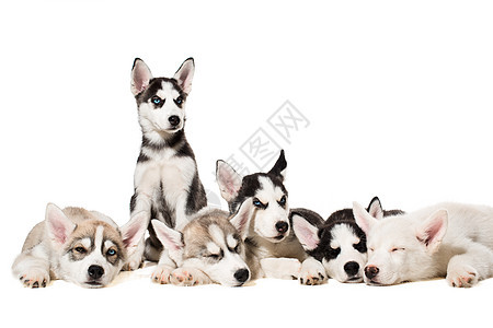 西伯利亚胡斯基小狗犬类团体蓝色巧克力说谎婴儿动物工作室宠物眼睛图片