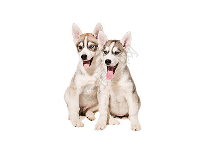 两只小狗繁殖着 孤立在白色背景的胡斯基人图片