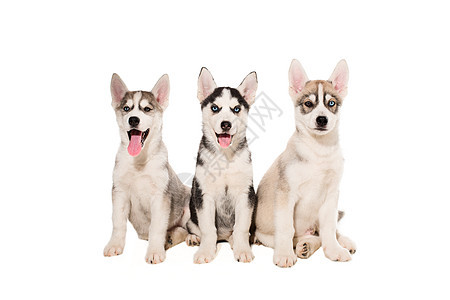 一群小狗繁殖着被孤立在白色背景上的胡斯基人哺乳动物犬类毛皮拥抱宠物血统家庭朋友们动物快乐图片