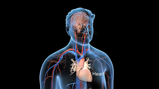 活动透明的人血液循环系统人工血液循环系统保健科学树干动脉卫生病人身体心脏病学流动药品图片