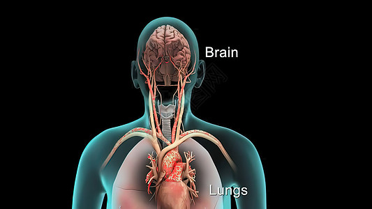 人类呼吸系统模型显示肺部和心脏世界泌尿科配件眼球桌子学习工艺蓝色工具广告牌图片