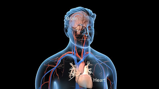 活动透明的人血液循环系统人工血液循环系统心室速度冠脉静脉中庭脉冲身体肌肉手术保健图片