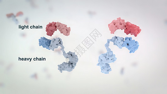 典型的抗体分子结构 反体和氨基酸细菌聚合物生物学氨基疫苗技术宏观免疫学生物化学图片