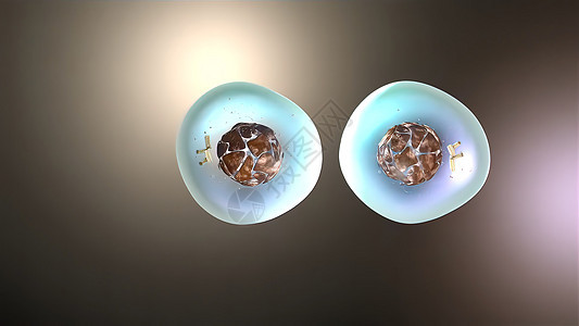 3D 细胞分裂 脊髓灰质疏松的医疗说明乘法细胞质生长科学细胞细菌微生物技术染色体生物图片