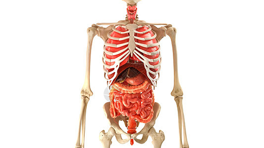 白3D图解3d医学动画上的骨质人型人体模型内器官3d生物学卫生生活肋骨身体躯干胸部药品流动图片