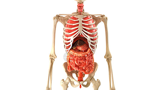 白3D图解3d医学动画上的骨质人型人体模型内器官胸部静脉流动肋骨身体主动脉心室射线保健生活图片
