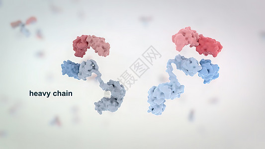 典型的抗体分子结构 反体和氨基酸酶标氨基化学免疫学生物学细菌技术诊断多肽抗原图片