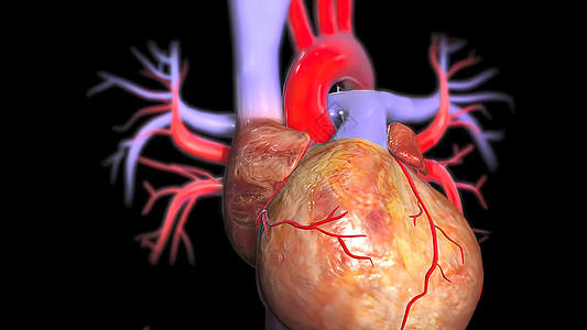 3d 人体心脏解剖图药品血压解剖学人心器官压力生理血管骨骼红色图片