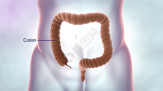 关于透明人类模式的结结肠和直肠的说明疗法疾病图表消化附录腹部医院肠子胆囊解剖学图片
