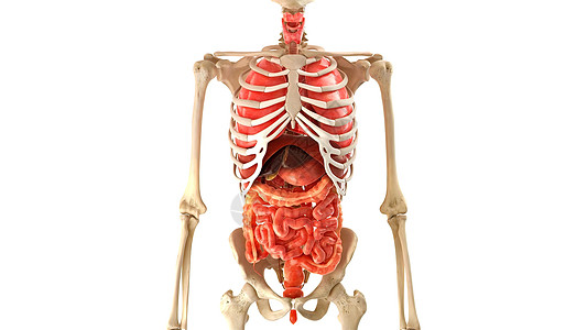 白3D图解3d医学动画上的骨质人型人体模型内器官3d躯干生活有氧运动保健卫生环形骨骼生物学药品图片