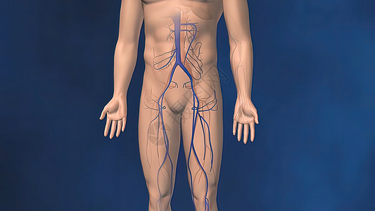 损伤血液流动 腿静脉解剖 红血细胞 人体解剖图片