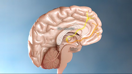 脑神经系统的内部结构内部结构电脑保健能量风暴科学卫生脉冲原子医疗细胞图片