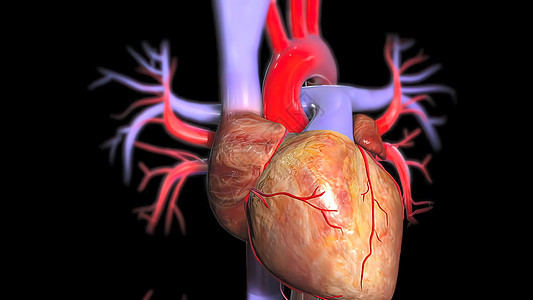 3d 人体心脏解剖图器官解剖学药品生理骨骼血压生活生物学红色人心图片
