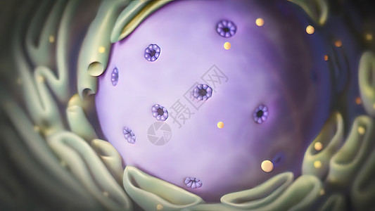 细胞核核 核结构以及cy顶晶体与染色素之间的相互作用女儿组织染色质生物间期图表产妇药品生长纤维图片