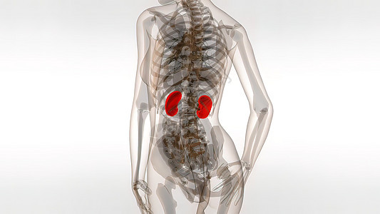 从医学上准确说明肾脏的准确性渲染生物学疼痛科学癌症男人肾小球感染疾病尿液图片