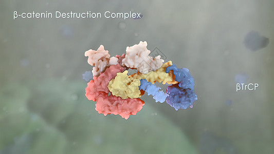 加泰宁在癌症发育中发挥作用生理受精卵保健微生物癌细胞细胞核感冒流感宏观免疫系统图片