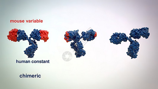 典型的抗体分子结构 反体和氨基酸表位疫苗免疫学聚合物诊断药品生物抗原细菌多肽图片