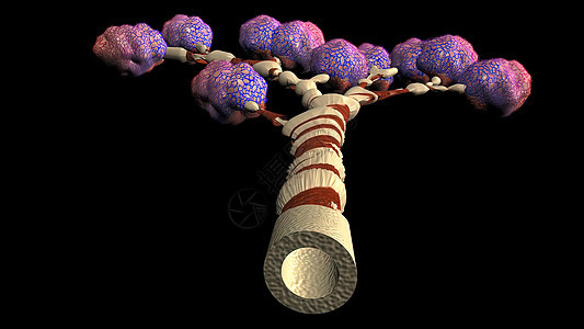 人类肺中带有模型网格的支气管 循环运动动画疼痛手术科学胸部蓝色卫生生物插图呼吸化学图片