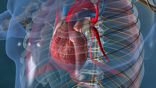 人体器官(神经系统的心)解剖图片