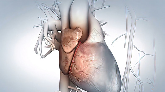 冠状动脉解剖学疾病动脉硬化压力动脉粥样硬化饮食科学医学细胞封锁心血管图片
