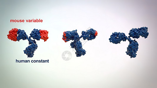 典型的抗体分子结构 反体和氨基酸细菌酶标多肽免疫学聚合物单抗生物学药品表位原子图片