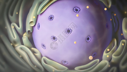 细胞核核 核结构以及cy顶晶体与染色素之间的相互作用染色生物学染色体女儿生长产妇癌症细胞绘画姐姐图片