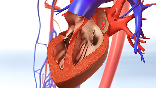 将血液换为心脏静脉篮板动脉竞赛毛细血管旋转循环娱乐医生扫描图片