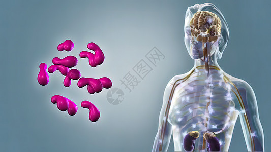 荷尔蒙ACTHACTH 一种在前额叶上生产的聚对硫化物生物学中脑绳索图表下丘脑脖子科学内分泌激素功能图片