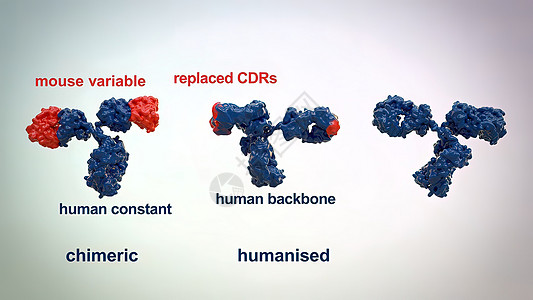 典型的抗体分子结构 反体和氨基酸细菌抗原生物原子技术单抗免疫学化学表位疫苗图片