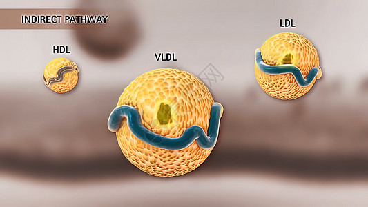 高密度脂蛋白新陈代谢和逆转胆固醇迁移药品传染细胞质医疗科学医学静脉受精卵分子结构图片