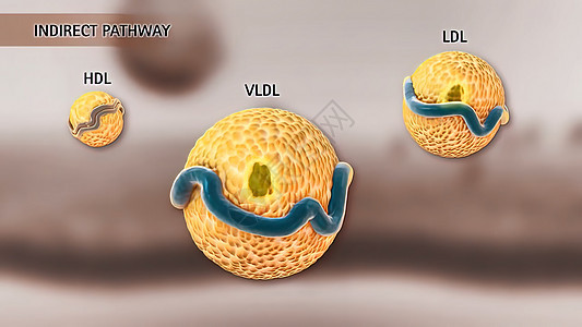 高密度脂蛋白新陈代谢和逆转胆固醇迁移药品传染细胞质医疗科学医学静脉受精卵分子结构背景图片