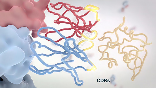 典型的抗体分子结构 反体和氨基酸免疫学疫苗多肽聚合物原子诊断药品生物表位细菌背景图片