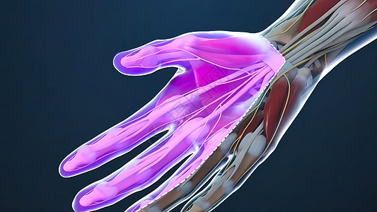 腕管综合症是指正中神经在穿过腕管时受压女性运动关节炎手臂肌肉扭伤疼痛药品科学治疗图片