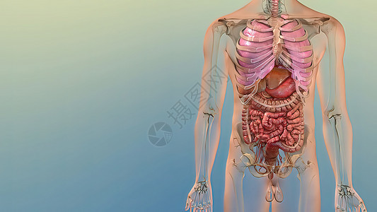 人的内部机关细胞腹部卫生检查内窥镜生物学器官癌症医生诊断图片