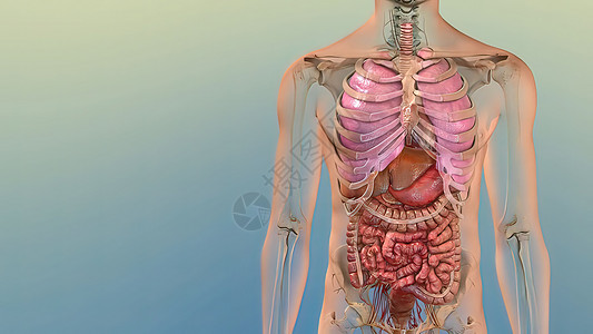 人类内部消化器官活体解剖3D插图概念科学疼痛3d信息治疗手术肝炎解剖学渲染药品图片