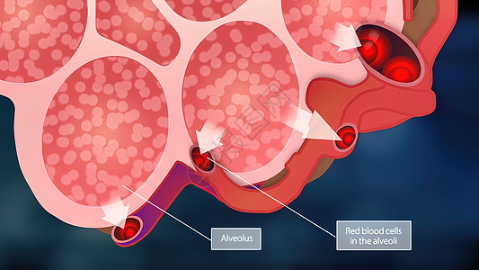 Alveoli和红血细胞船只人体支气管呼吸系统意义解剖学毛细血管生物插图交换图片