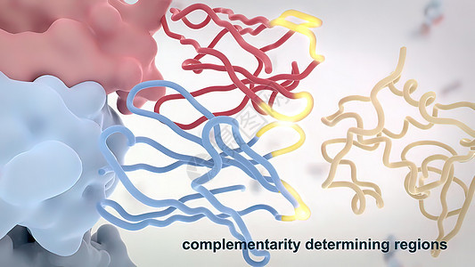 典型的抗体分子结构 反体和氨基酸细菌技术酶标诊断化学宏观生物免疫学疫苗单抗背景图片