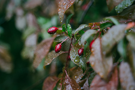 红草莓在雨滴树上叶子收成植物森林下雨衬套果树食物宏观水果图片