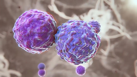 B细胞和T细胞受体对抗原的识别粒子受精卵免疫学细胞核疾病核子保健分子绘图白细胞图片