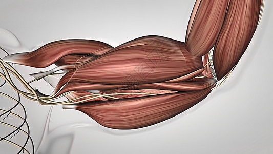 人体肌肉解剖学 包括肱骨系统仪器关节镜外科肌腱骨科清创组织眼泪图片