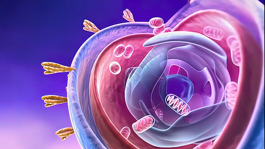 细胞核和蛋白3d医学宏观世界细胞细胞质专注医疗科学微生物学疾病图片
