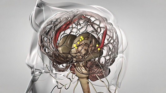 具有神经脉冲的人类大脑 它转动 排列中枢活动头脑风暴动物黑色情感卫生粒子脉冲细胞电脑图片