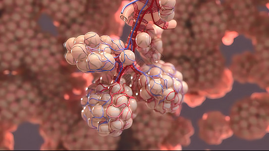 Alveoli医疗呼吸系统 医用插图胸部粘膜流量交换呼吸道病理哮喘呼吸生物细胞图片