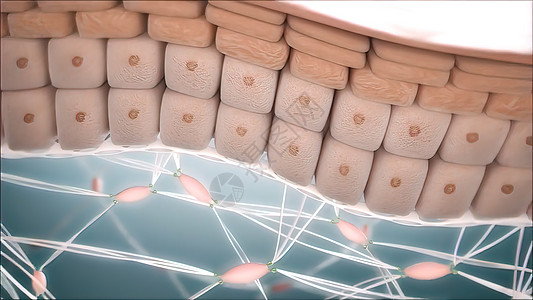 整个身体表面都覆盖了主脑组织动脉克隆医疗生物学纸巾胶原外国建造上皮损害图片