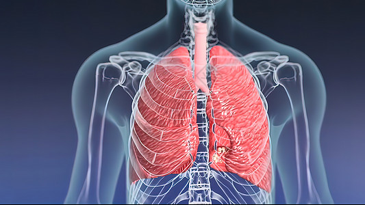 Alveoli医疗呼吸系统 医用插图粘膜支气管二氧化碳疾病细胞交换紧迫感承包反应医学图片